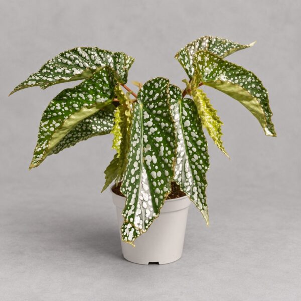 Begonia 'Alamo Ole' — 植仔 Plantjai 香港觀葉植物