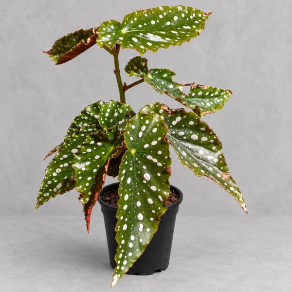 Begonia 'Amelia' — 植仔 Plantjai 香港觀葉植物