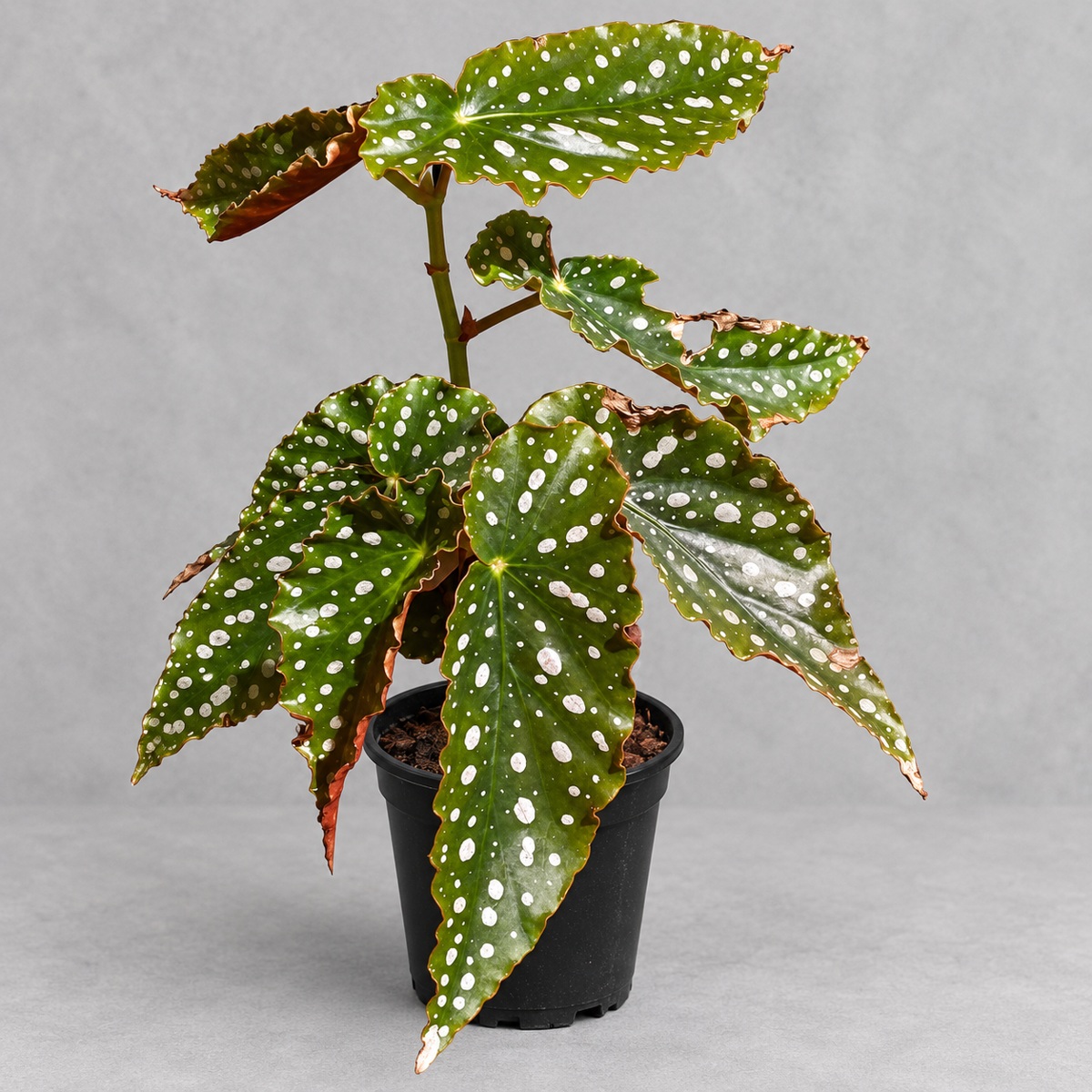 plantjai-begonia-amelia-cover-renewal-20261005 粉旗魚秋海棠|商品原相背景重製