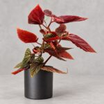 阿拉伯落日秋海棠｜商品原相背景重製
