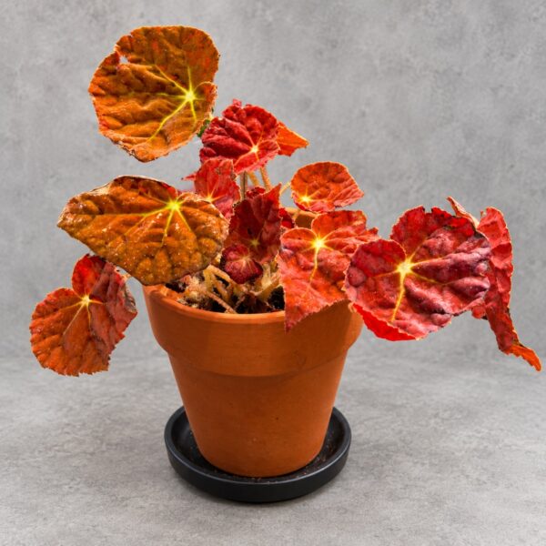Begonia 'Autumn Ember' — 植仔 Plantjai 香港觀葉植物