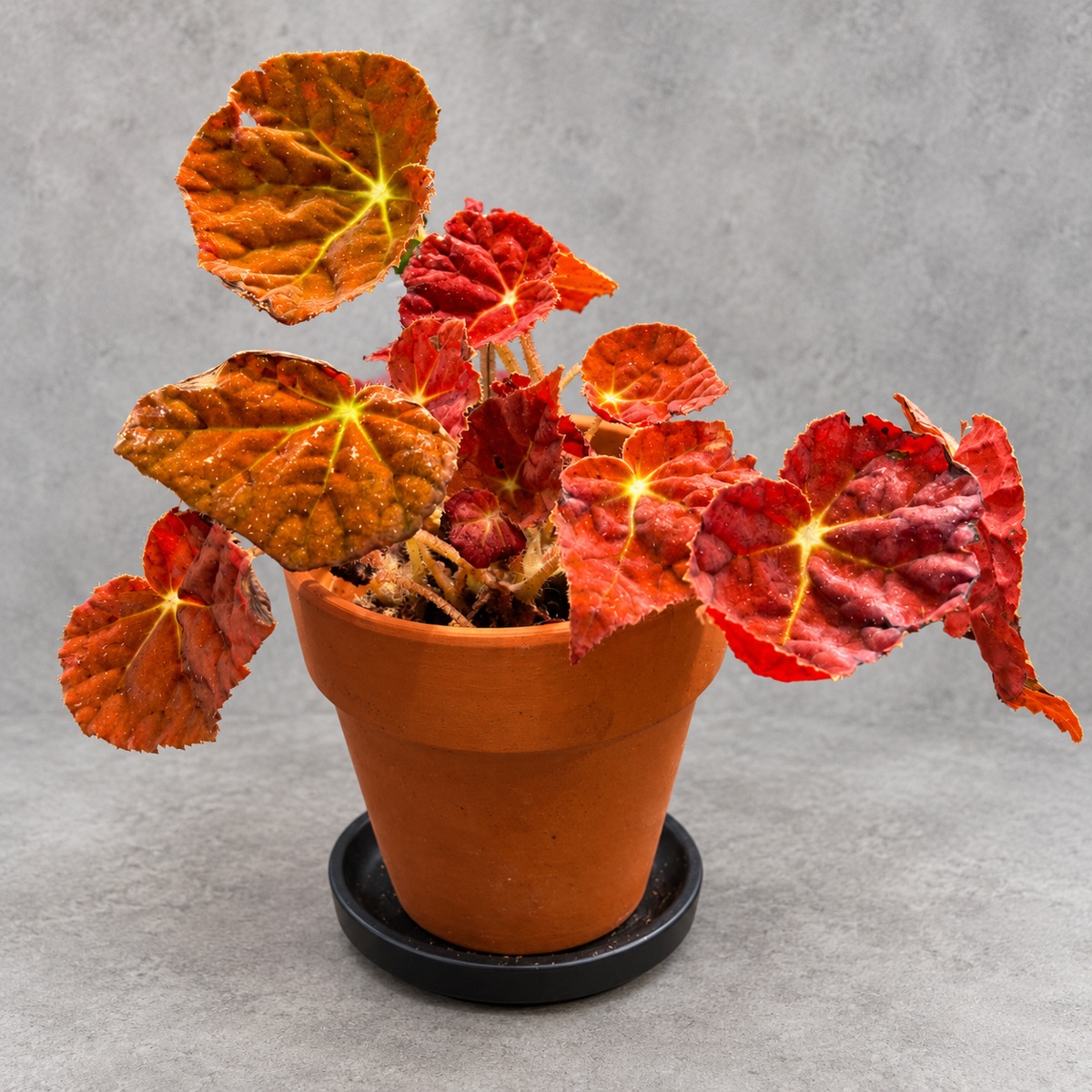 plantjai-begonia-autumn-ember-cover-renewal-20261005 秋之華秋海棠|商品原相背景重製