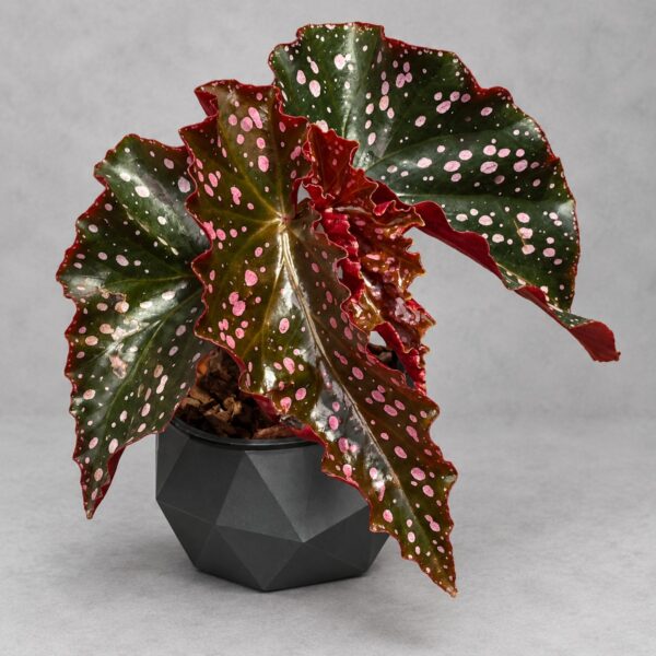 Begonia Begonia 'Cracklin' Rosie' — 植仔 Plantjai 香港觀葉植物