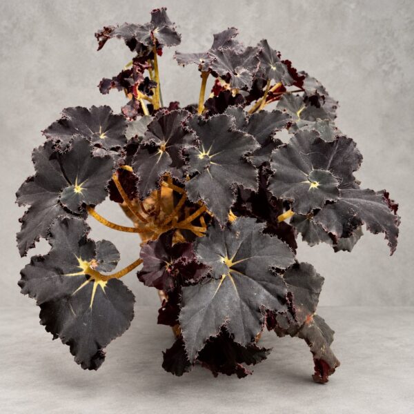 Begonia 'Black Mamba' sizeL — 植仔 Plantjai 香港觀葉植物