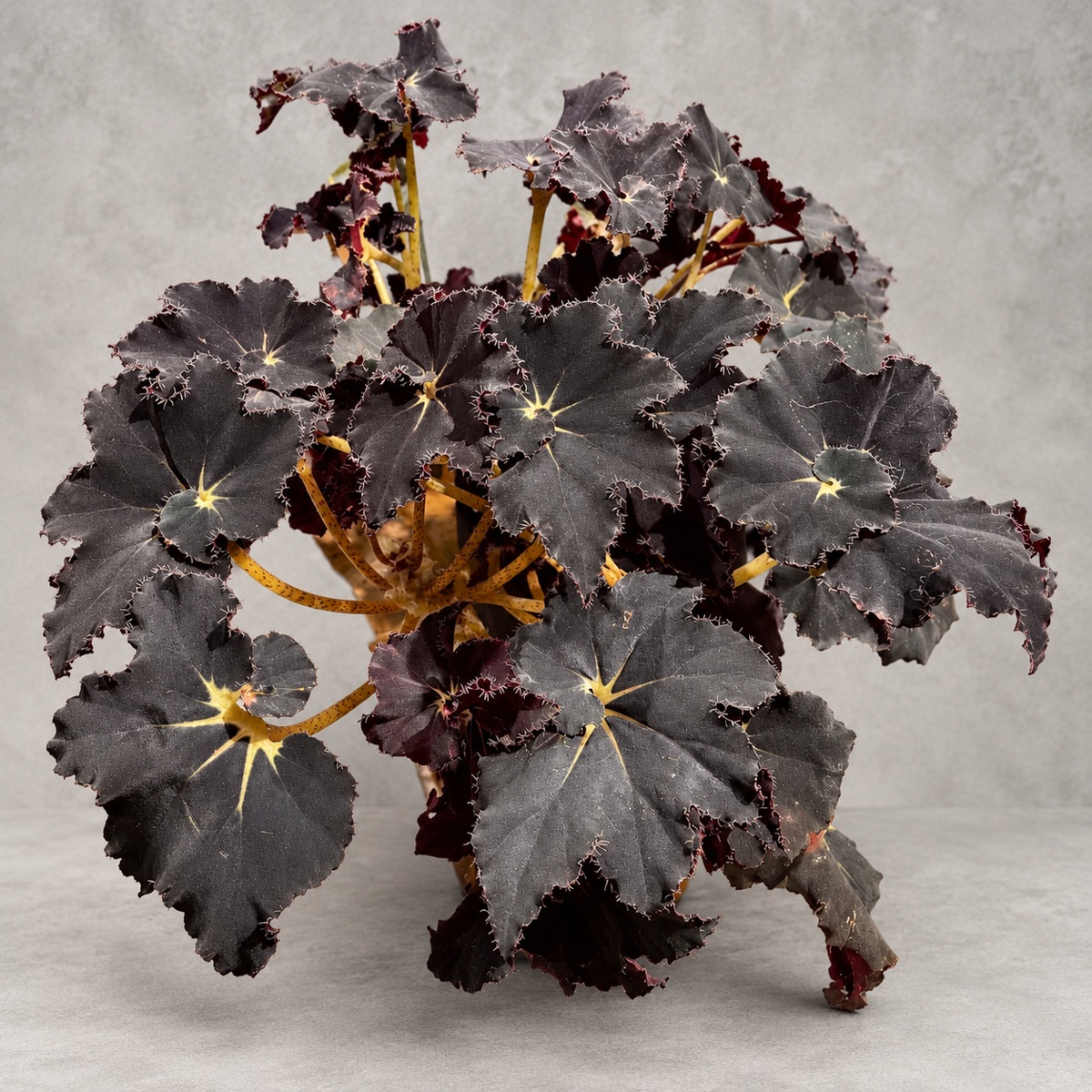 plantjai-begonia-black-mamba-l-cover-renewal-20261005 Begonia 'Black Mamba' sizeL|商品原相背景重製