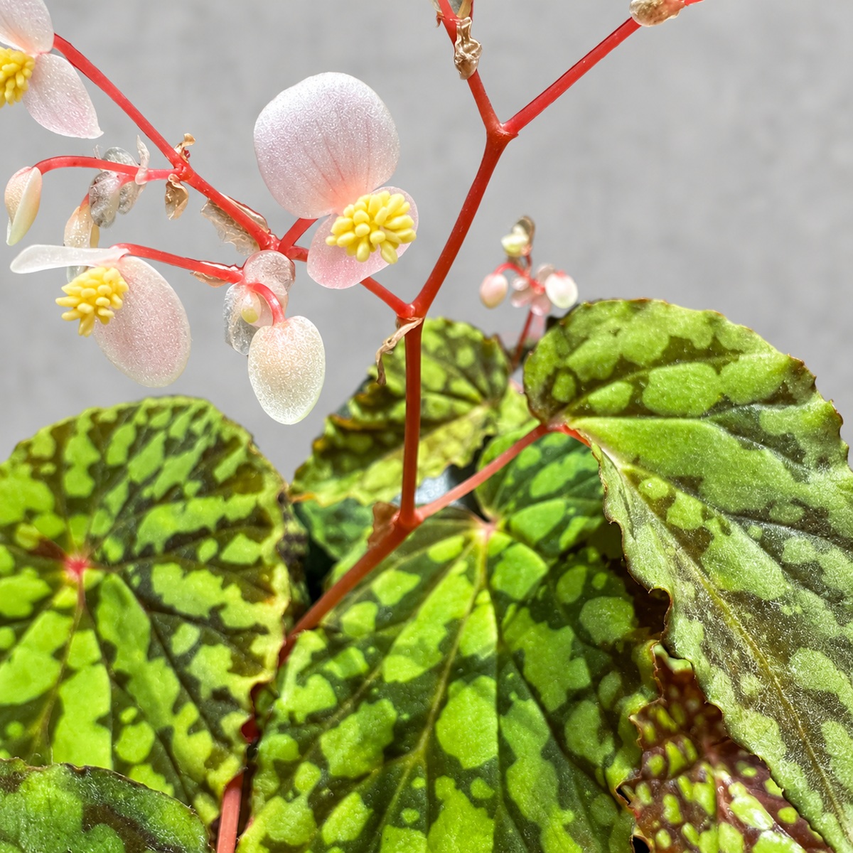 plantjai-begonia-chlorosticta-cover-renewal-20261005 綠泡秋海棠|商品原相背景重製