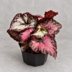 多爾切比塔秋海棠｜植物原圖背景重製