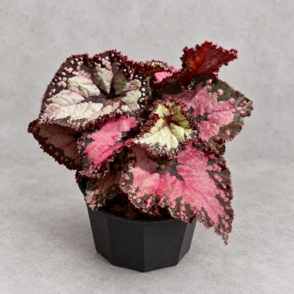 Begonia 'Dolce Vita' — 植仔 Plantjai 香港觀葉植物
