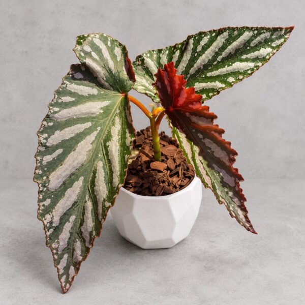Begonia 'Down Home' — 植仔 Plantjai 香港觀葉植物