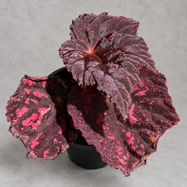Begonia 'Ella Marguerite' — 植仔 Plantjai 香港觀葉植物