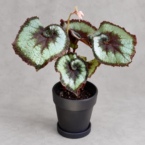 Begonia Escargot