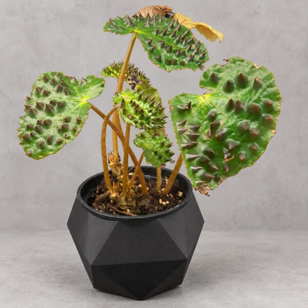 Begonia Ferox