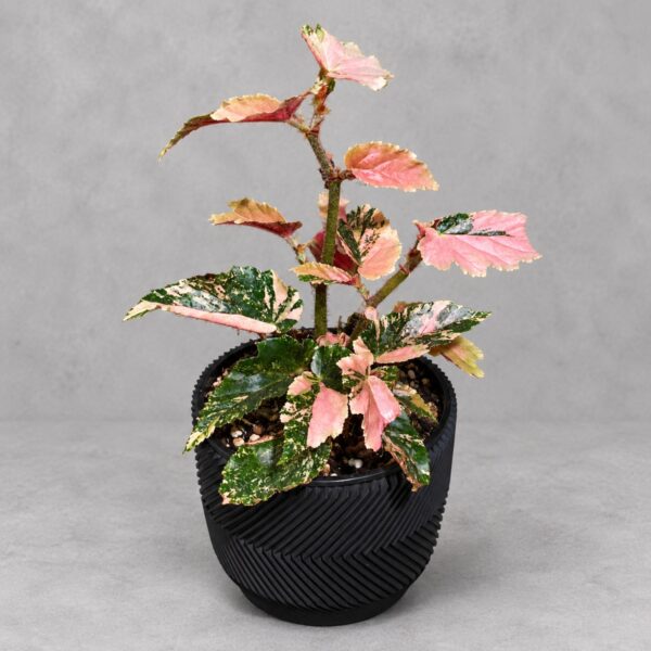 Begonia Ginny Galaxy