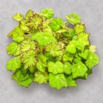 Begonia 'Green Gold'｜商品原相背景重製