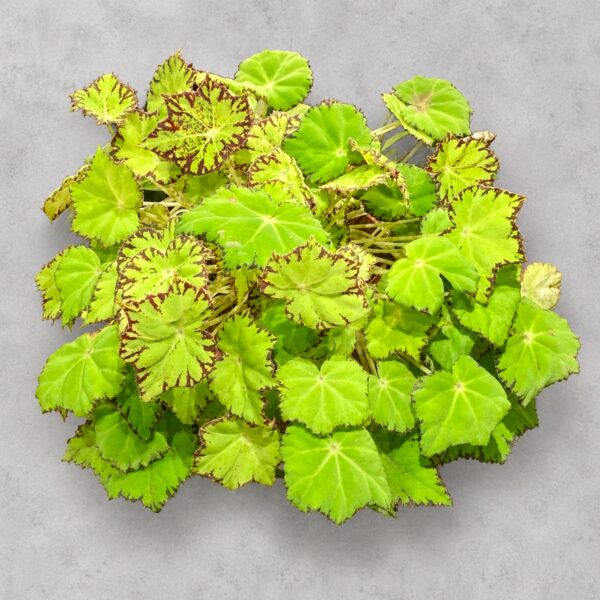 Begonia 'Green Gold' — 植仔 Plantjai 香港觀葉植物