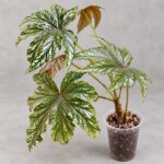 獅鷹秋海棠｜商品原相背景重製