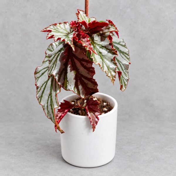 Begonia 'Highway' — 植仔 Plantjai 香港觀葉植物