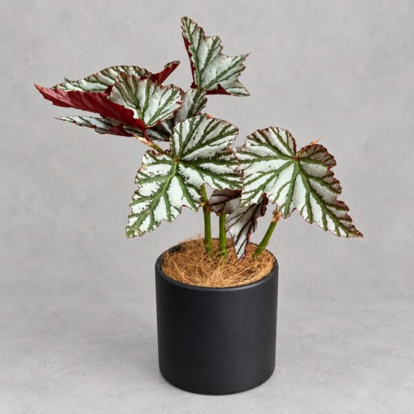 海威秋海棠 — 植仔 Plantjai 香港觀葉植物