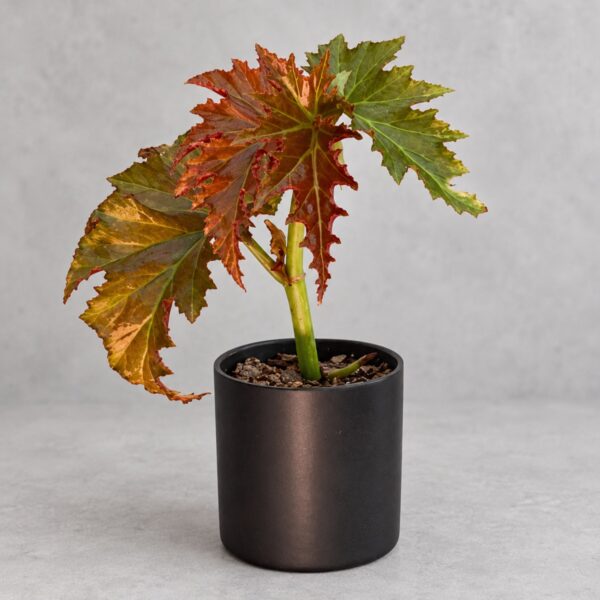 Begonia 'Irene Nuss' — 植仔 Plantjai 香港觀葉植物