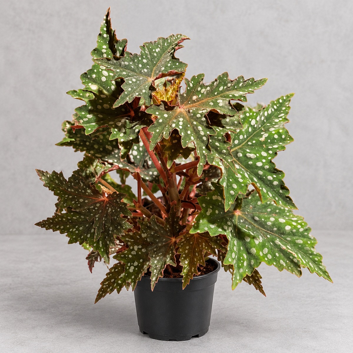 plantjai-begonia-izumo-no-kiraboshi-cover-repair-20261005 出雲秋海棠|植物原圖背景重製