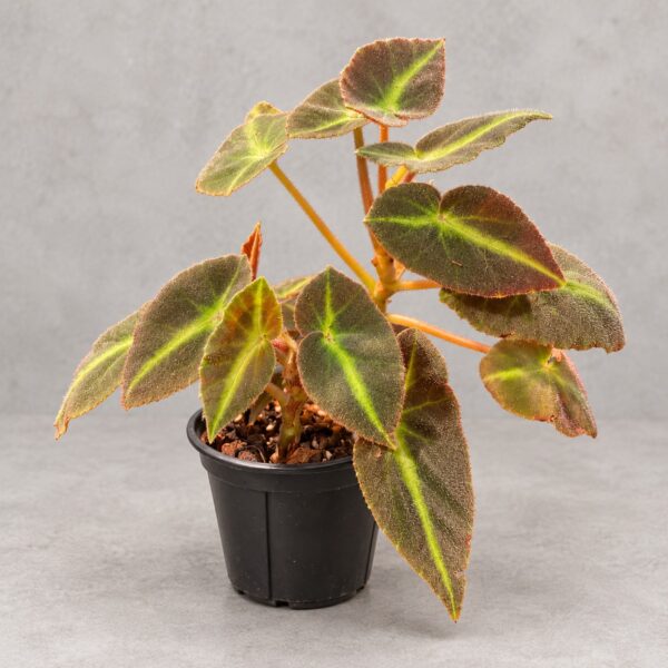 Begonia Listada