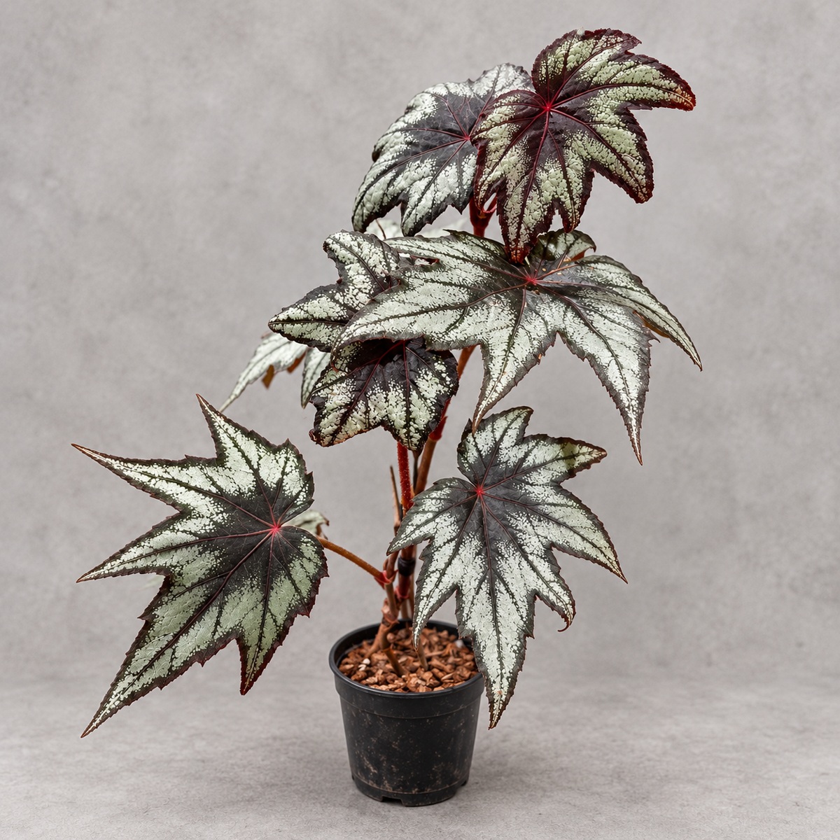 plantjai-begonia-little-brother-montgomery-cover-renewal-20261005 楓葉秋海棠|商品原相背景重製