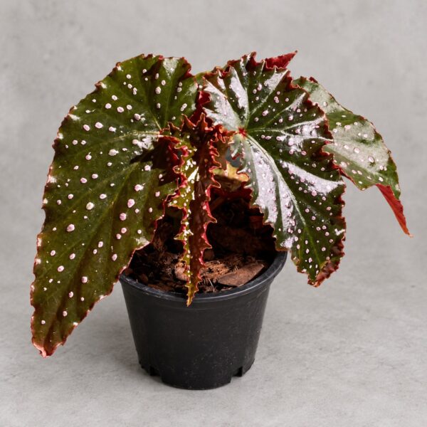 Begonia 'Little Miss Mummey' — 植仔 Plantjai 香港觀葉植物