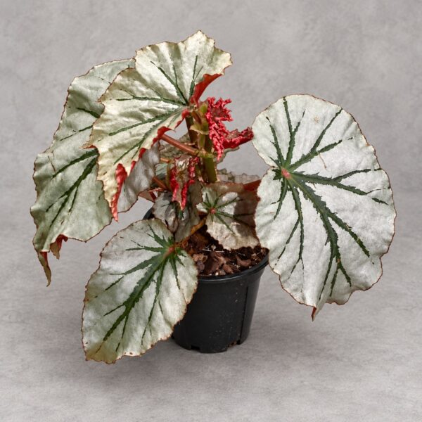 Begonia 'Looking Glass' — 植仔 Plantjai 香港觀葉植物