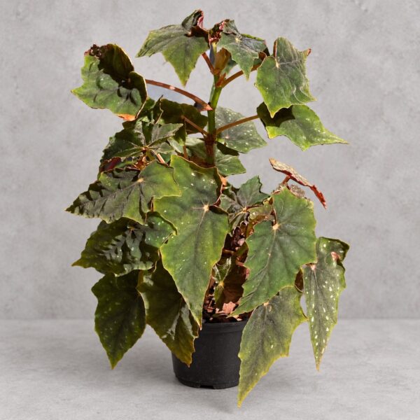 Begonia Lubbergai