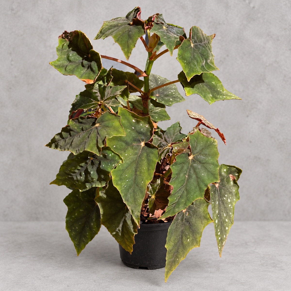plantjai-begonia-lubbergai-cover-renewal-20261005 盧貝爾蓋秋海棠|商品原相背景重製