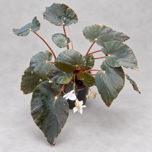 Begonia Pavonina