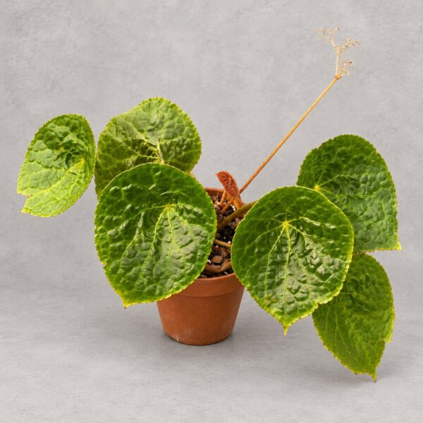 Begonia Phuthoensis