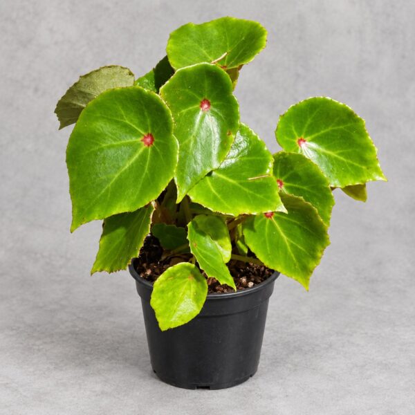 Begonia 'Rouge' — 植仔 Plantjai 香港觀葉植物