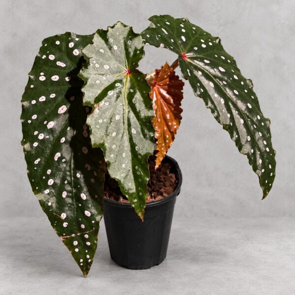 Begonia 'Sharon Seelert' — 植仔 Plantjai 香港觀葉植物