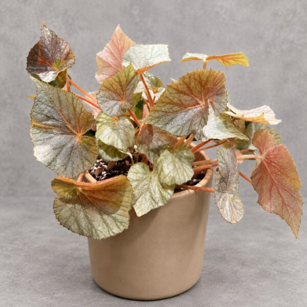 Begonia 'Sierra Silver Moon' — 植仔 Plantjai 香港觀葉植物