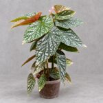 富士山秋海棠｜商品原相背景重製