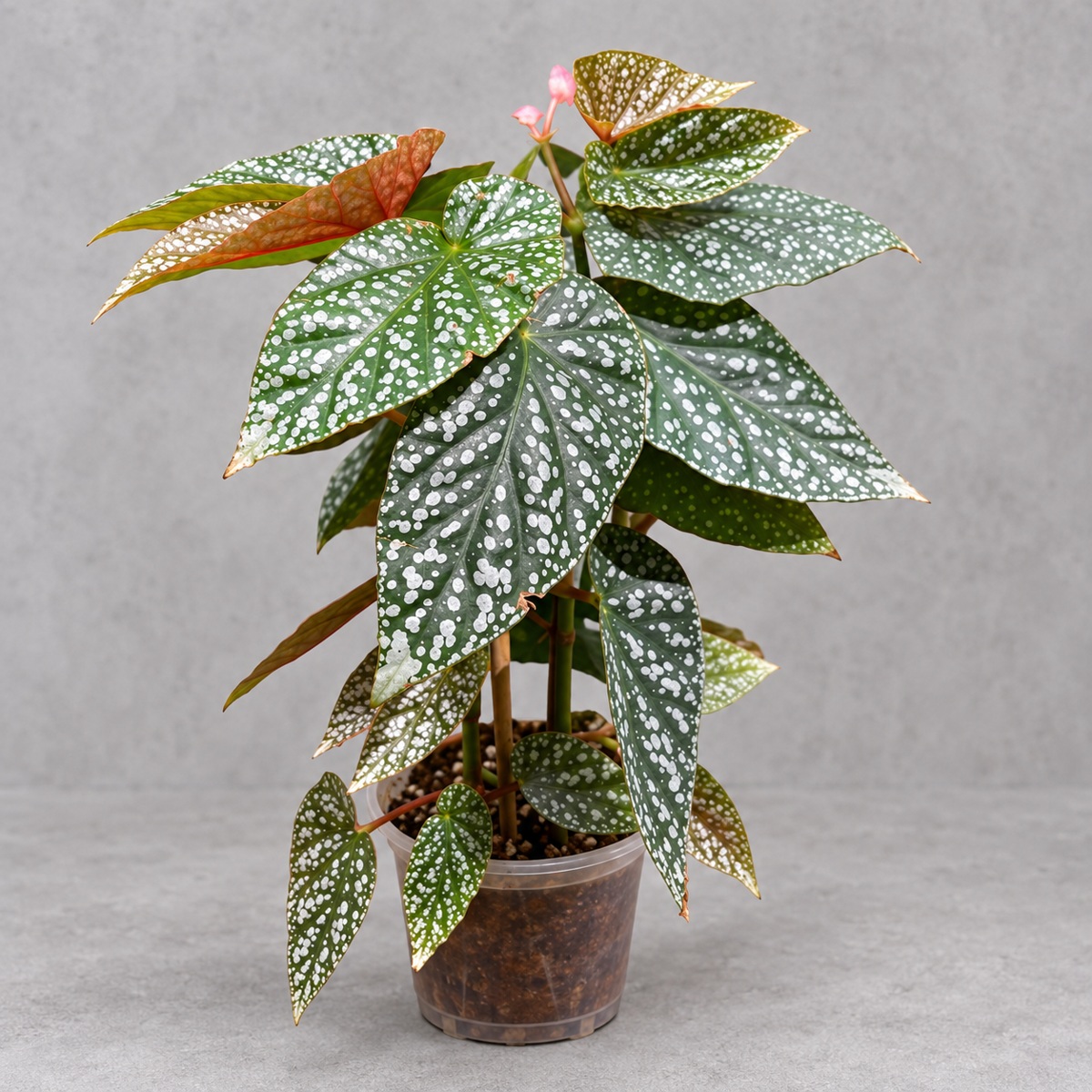 plantjai-begonia-snow-cap-cover-renewal-20261005 富士山秋海棠|商品原相背景重製