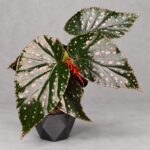雪靈兒秋海棠｜商品原相背景重製