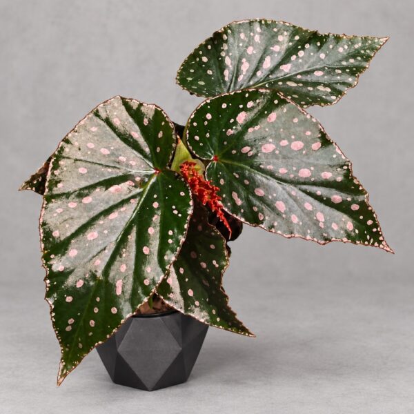 Begonia 'Snowflex' — 植仔 Plantjai 香港觀葉植物