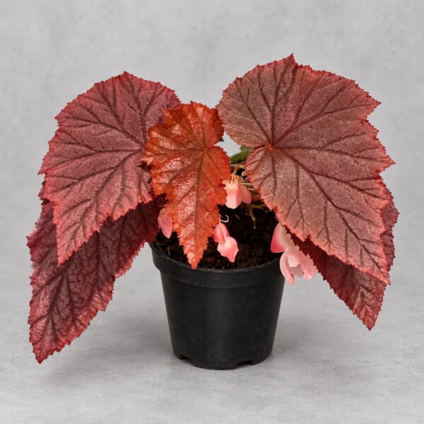Begonia Tingley Mallet