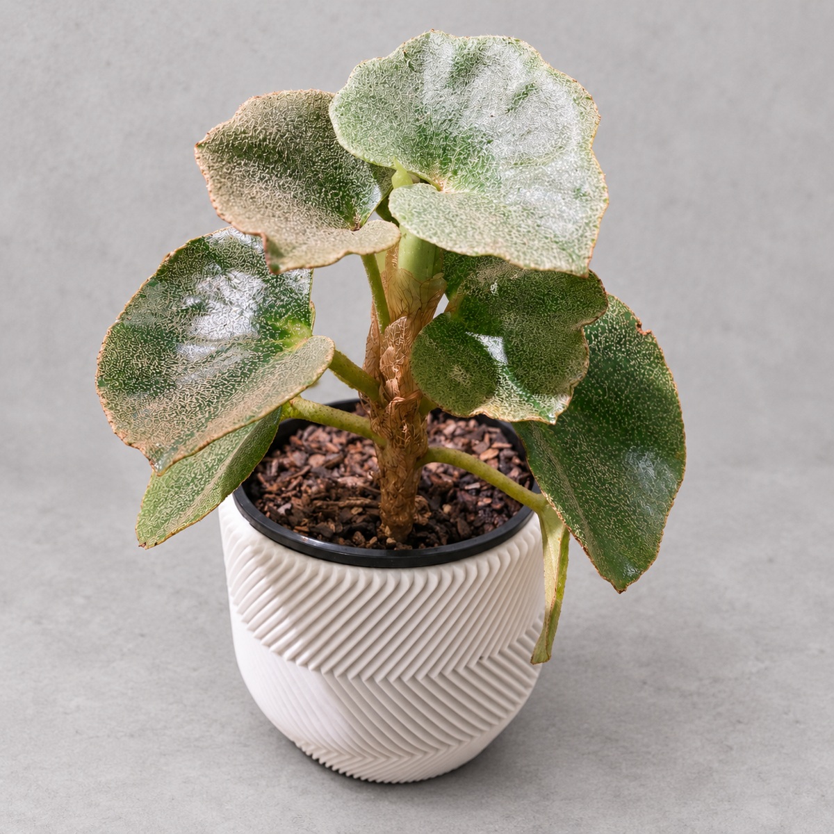 plantjai-begonia-venosa-cover-renewal-20261005 秋海棠|商品原相背景重製