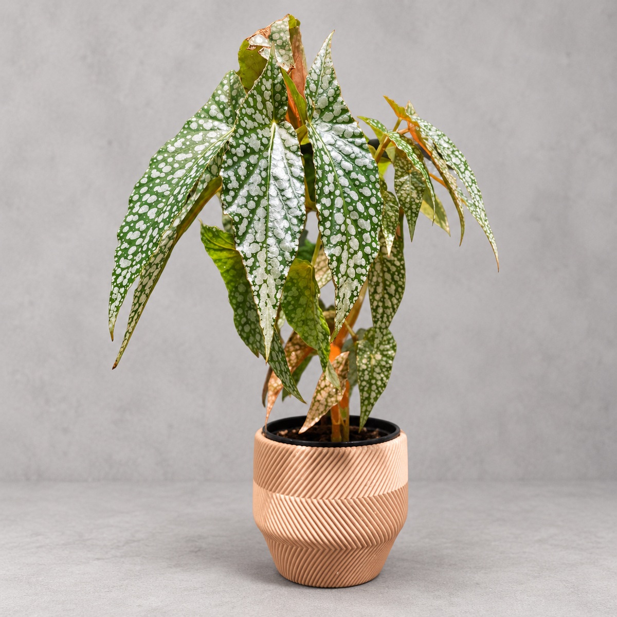 plantjai-begonia-white-ice-cover-renewal-20261005 白冰秋海棠|商品原相背景重製