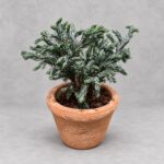 藍湖柏｜商品原相背景重製
