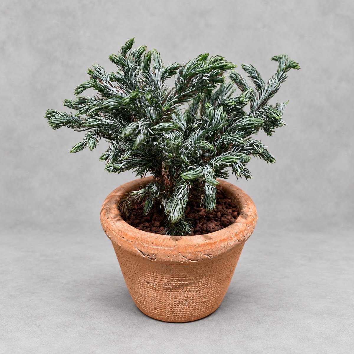 plantjai-boulevard-cypress-cover-renewal-20261005 藍湖柏|商品原相背景重製