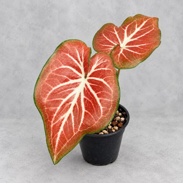 Colocasia Dreamland