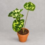 希洛美人彩葉芋｜商品原相背景重製