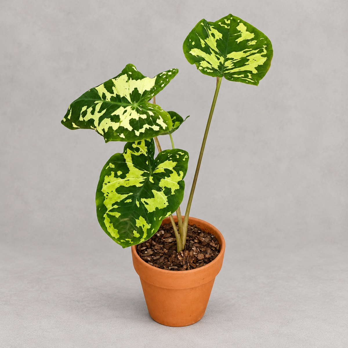 plantjai-caladium-hilo-beauty-cover-renewal-20261005 希洛美人彩葉芋|商品原相背景重製