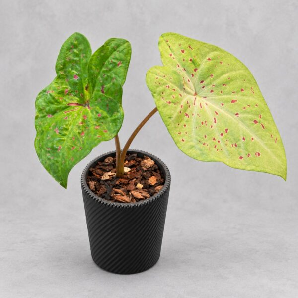 Caladium ‘Miss Muffet’
