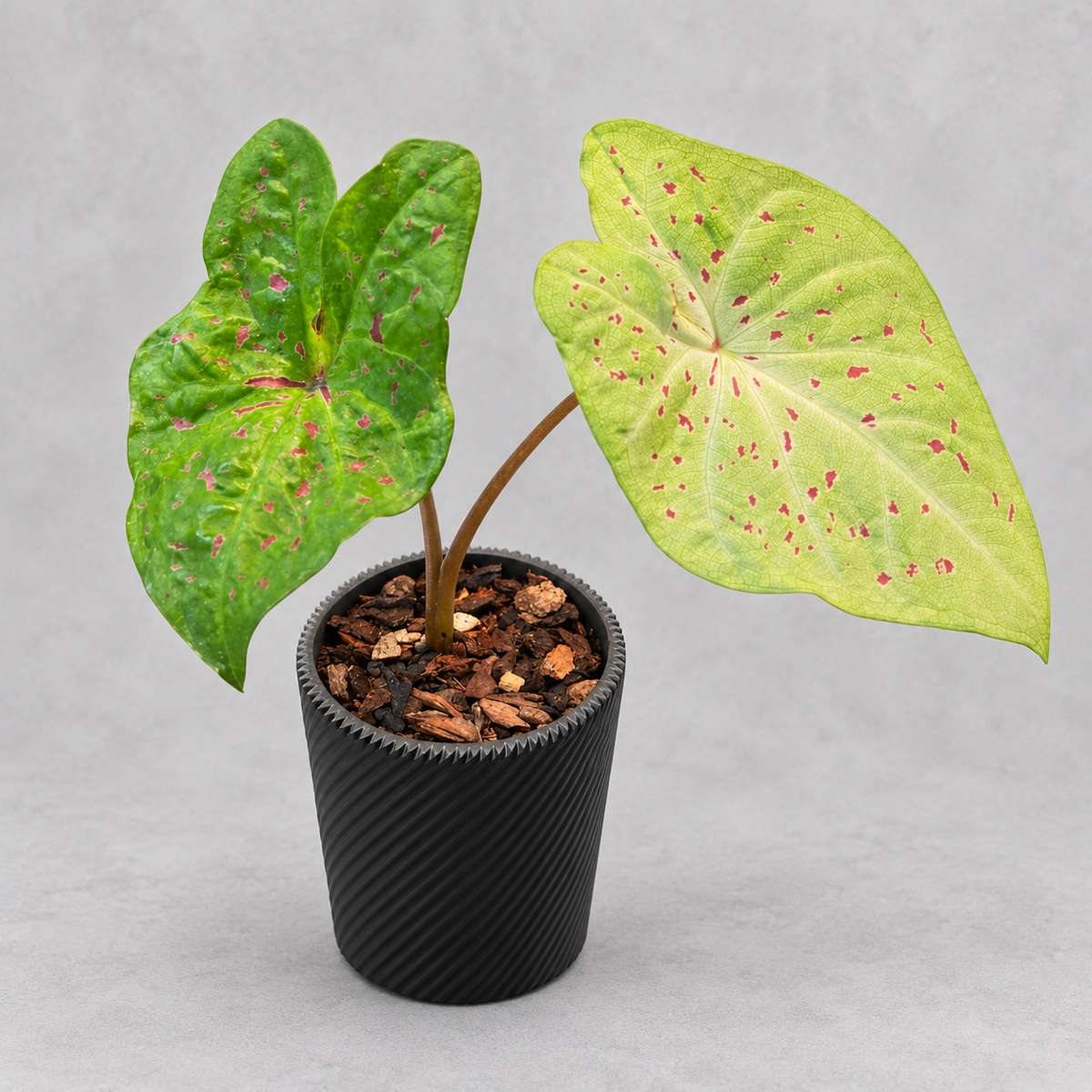 plantjai-caladium-miss-muffet-cover-renewal-20261005 馬菲特小姐彩葉芋|商品原相背景重製
