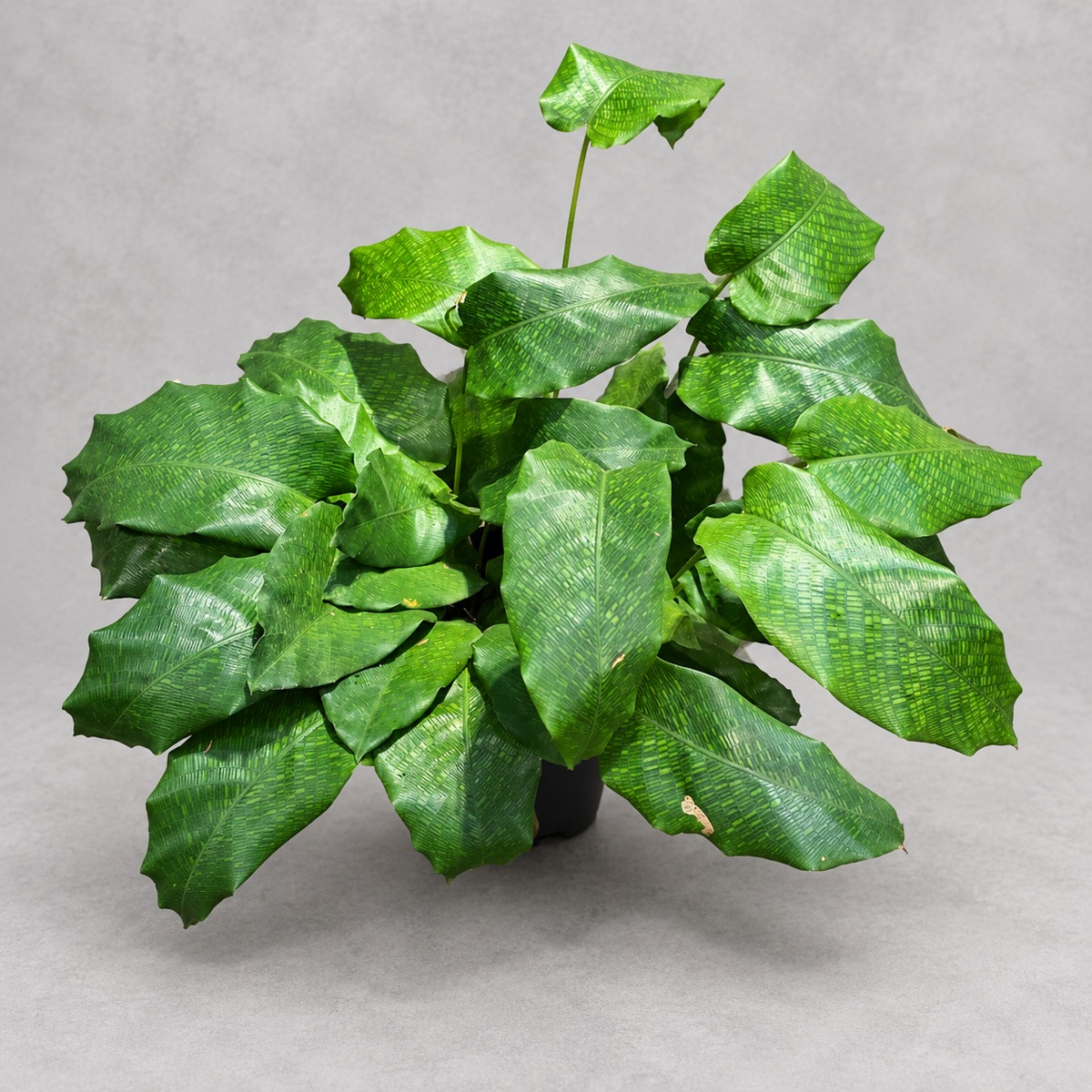plantjai-calathea-musaica-cover-renewal-20261005 馬賽克竹芋|商品原相背景重製